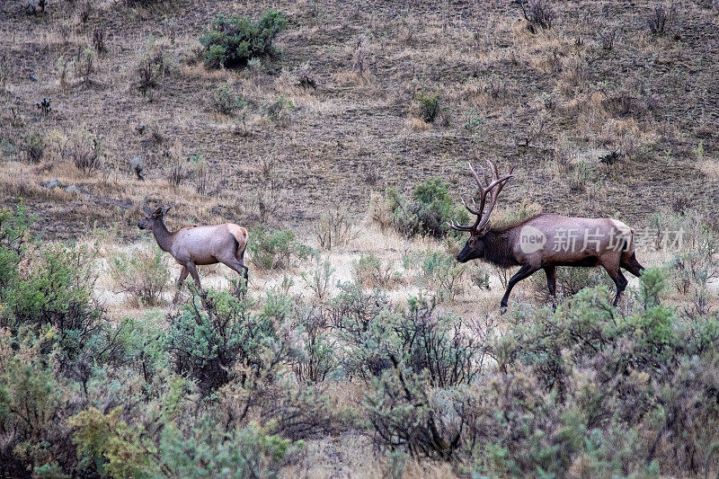 大型公麋鹿和母牛麋鹿在秋季交配时紧紧跟随一只母麋鹿
