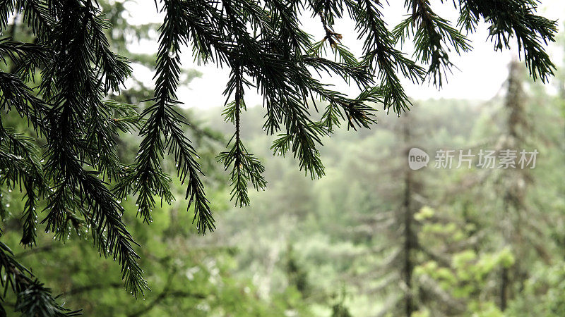 翠绿的云杉枝头挂满了露水。资料片。在多云的天气里，翠绿的云杉针叶上挂着精致的露珠