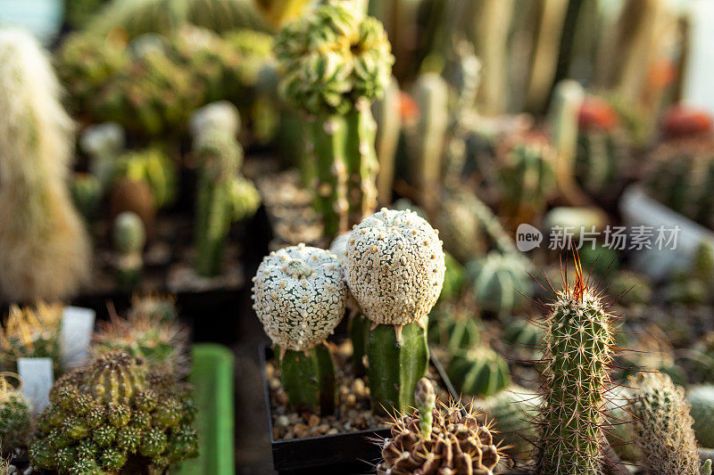 植物种植仙人掌