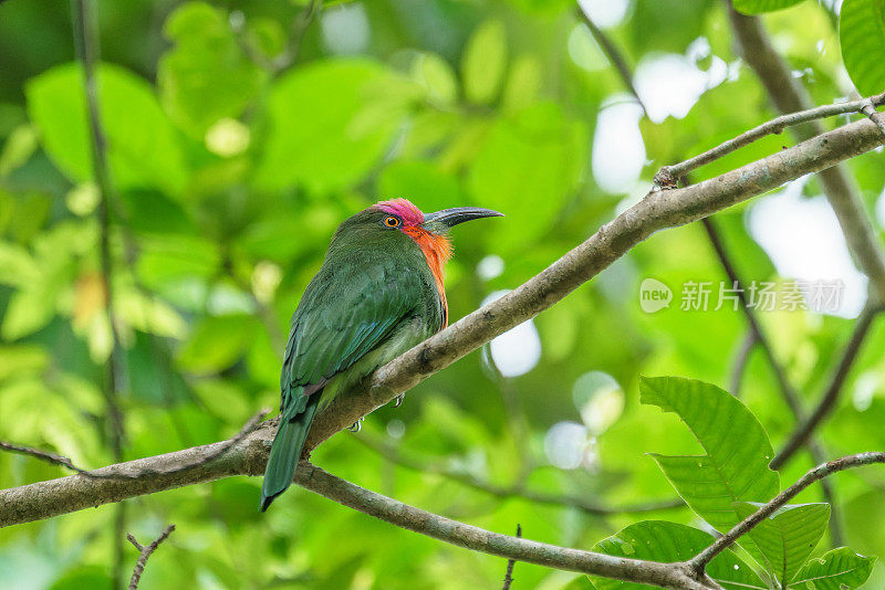 雄性红胡子食蜂鸟在绿叶背景下的树枝上摆姿势