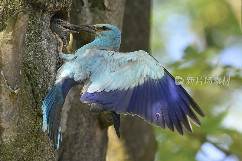 欧洲辊喂小鸡