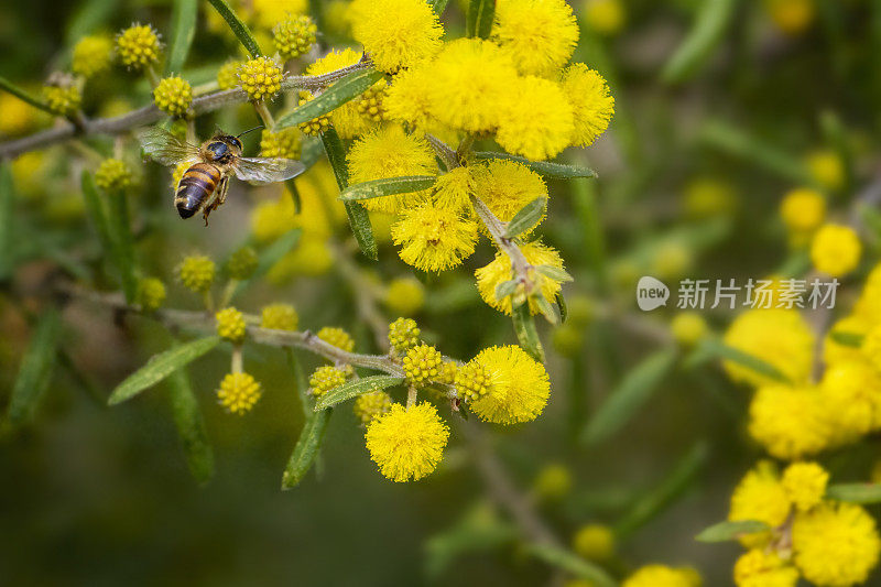 蜜蜂飞