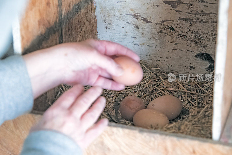 在美国蒙大拿州乡村的鸡舍里收集新鲜的鸡蛋