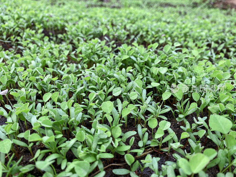 全帧图片，种植胡芦巴幼苗的菜园，堆肥干燥，土壤条件差，重点关注前景