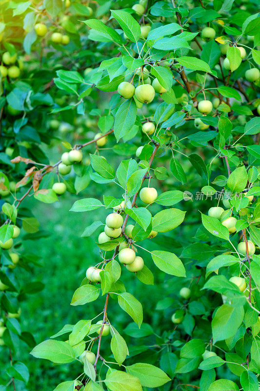 苹果树。青苹果:花园里树上成熟的青苹果枝秋天的花园，准备收获。垂直图