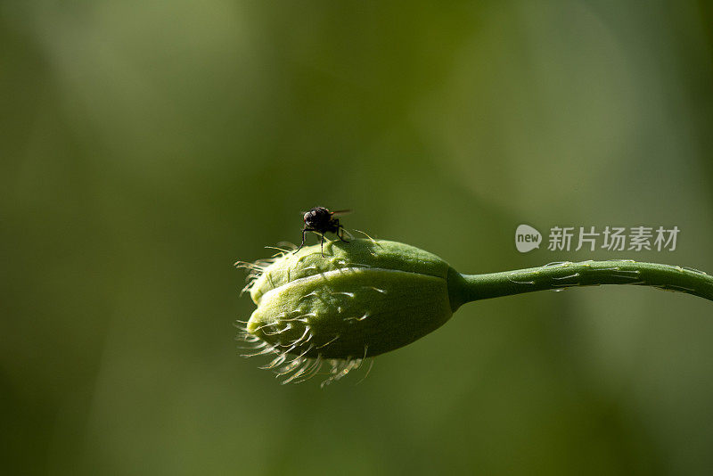 罂粟种子上的苍蝇宏，背景是模糊的绿色植物