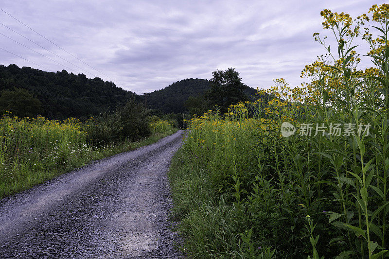 山野雏菊点缀的乡间小路