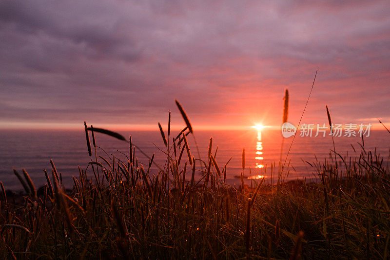 夏天午夜日落在海洋与草地前景北冰岛