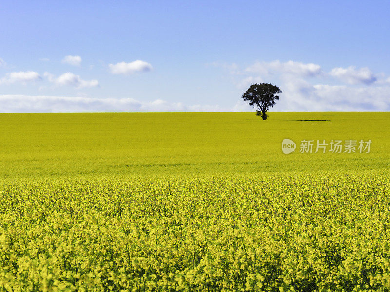 油菜田