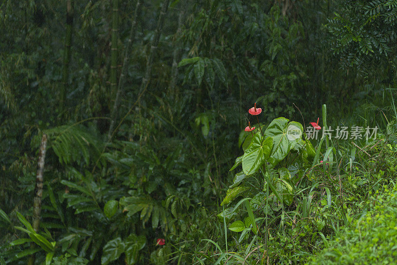 滋润了美丽森林里植物的雨水