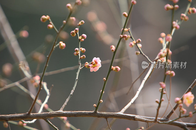 春天的樱花