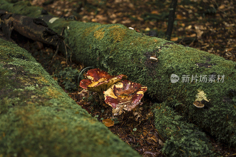 森林里的蘑菇