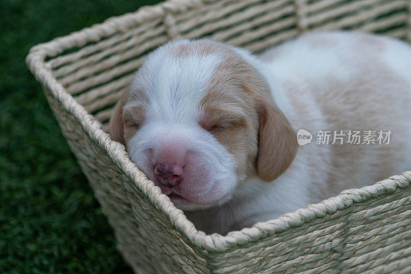 一个一周多大的白色小猎犬宝宝在柳条篮子里睡觉的美丽画像
