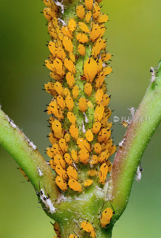 蚜虫群落上的分枝-动物行为。