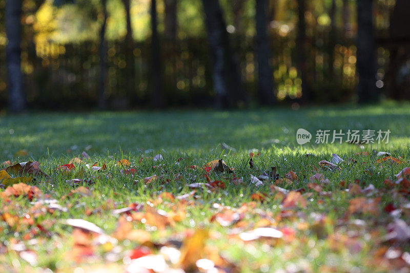 绿园秋草，枫树秋叶