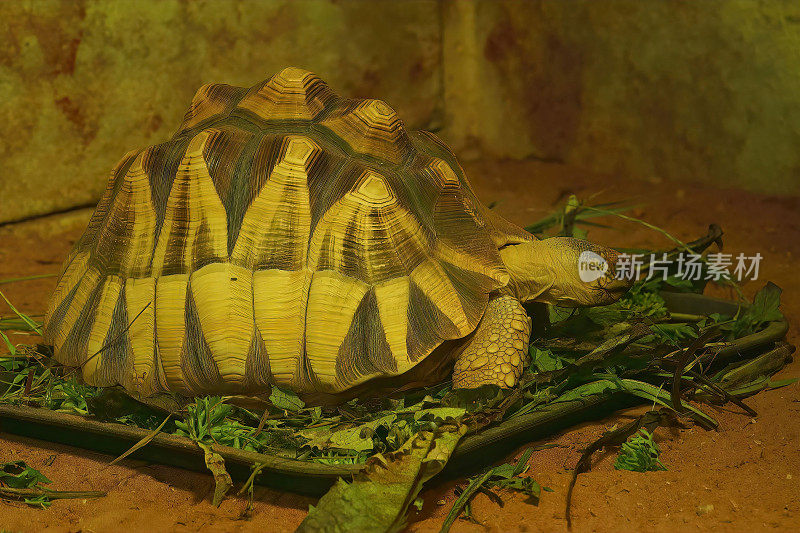 马达加斯加特有的极度濒危的安哥诺卡龟的特写镜头