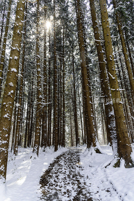 林间小路穿过一片白雪覆盖的云杉林