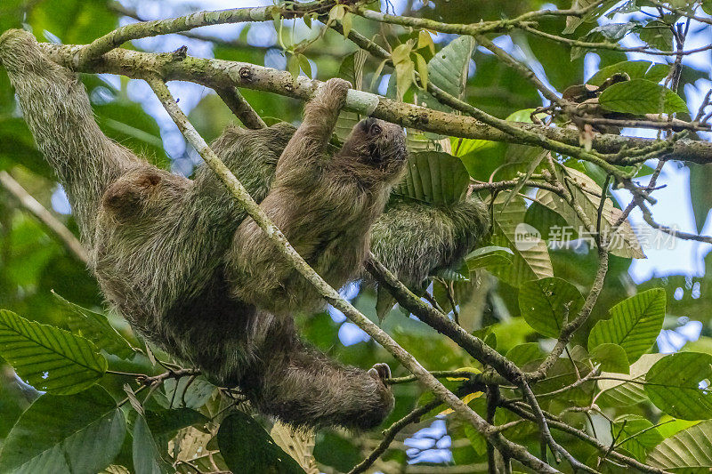 哥斯达黎加云雾森林中的三趾树懒