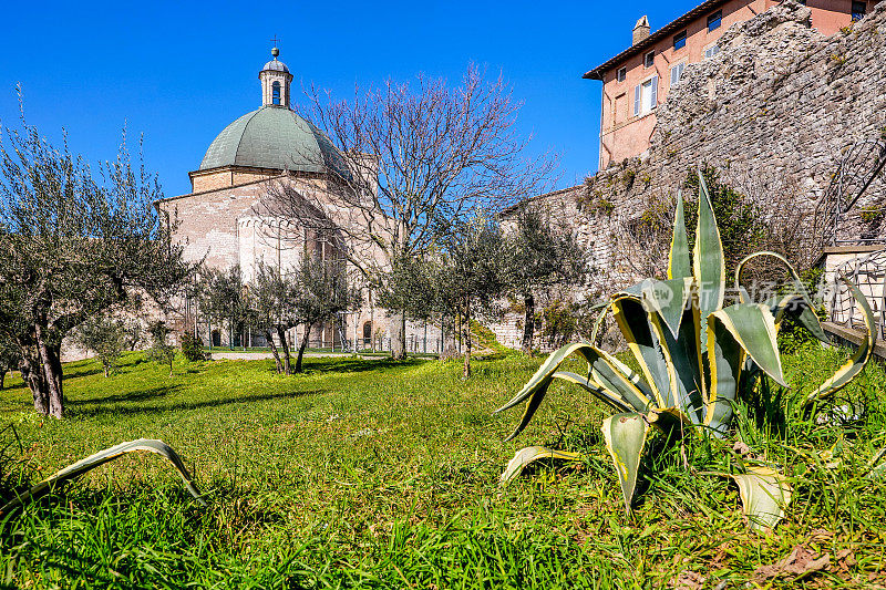 圣鲁菲诺大教堂后面美丽的橄榄林，位于翁布里亚的阿西西中世纪社区