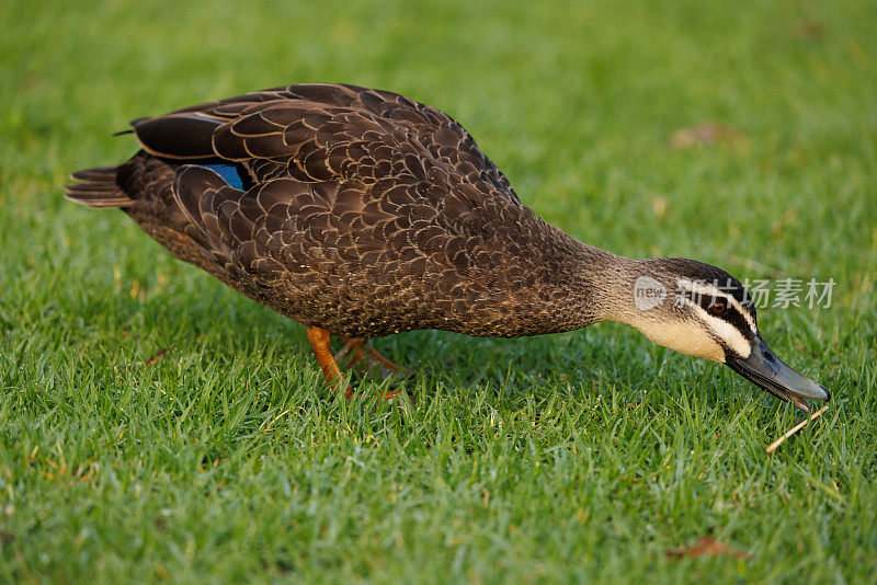 太平洋黑鸭，美洲黑鸭，在新鲜的绿草中寻找食物