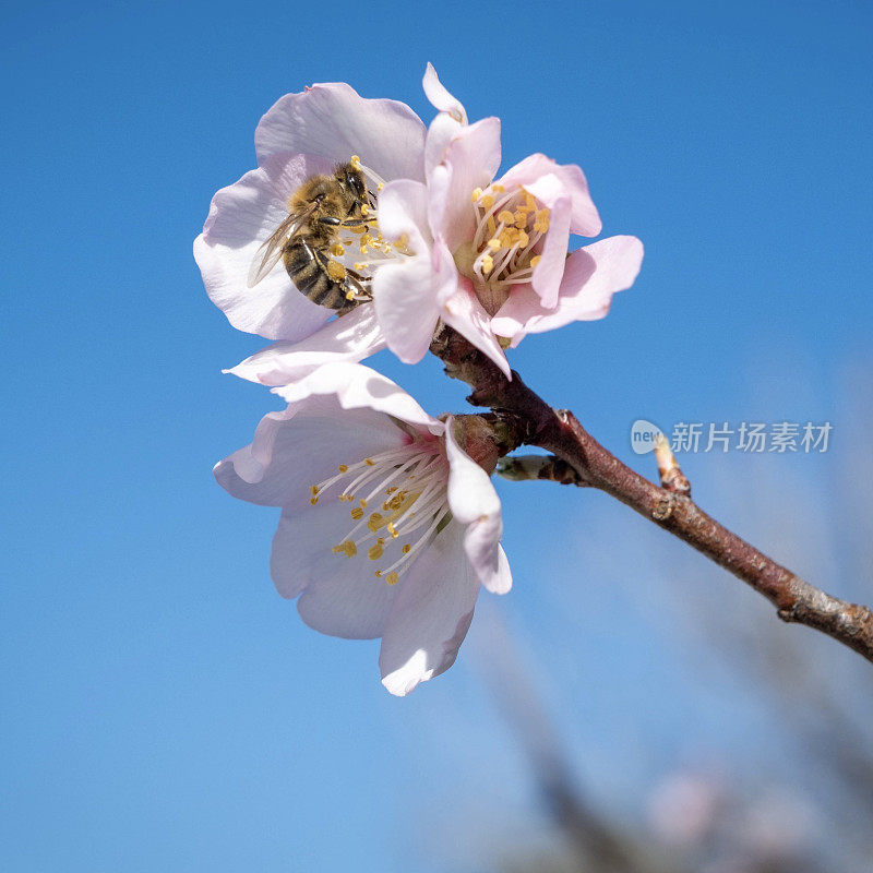 在希腊，蜜蜂在杏仁花上采集花蜜