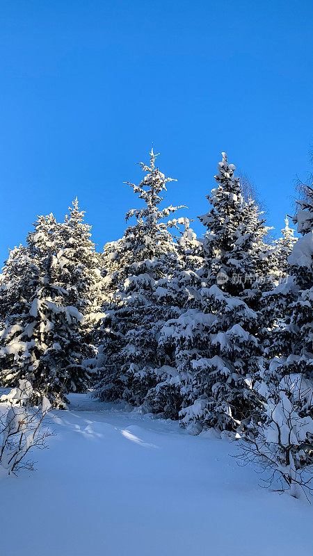 在明亮的阳光下，云杉森林里雪白的圣诞树映衬着明晃晃的天空
