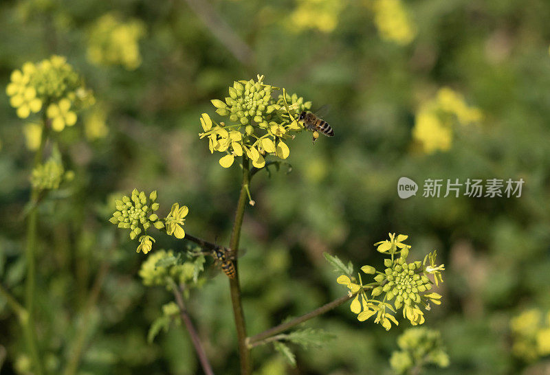 蜜蜂在科尔扎采集花蜜