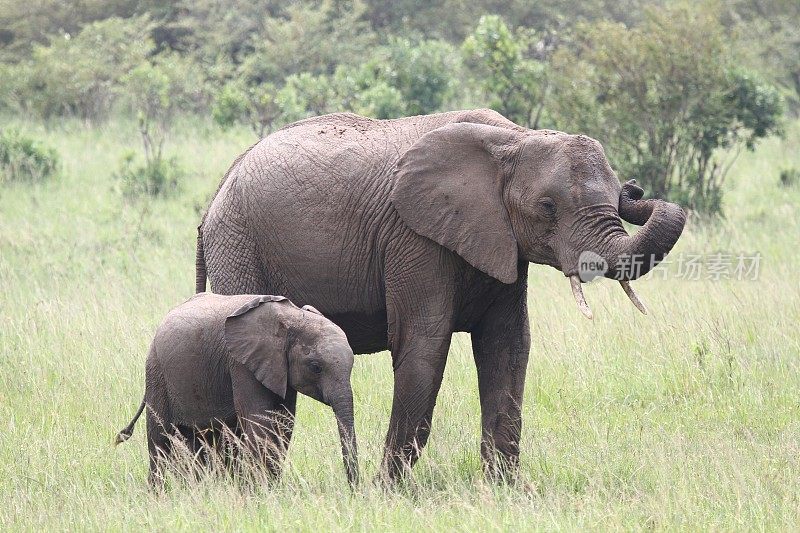 母象带着一只小象走在绿色的草地上