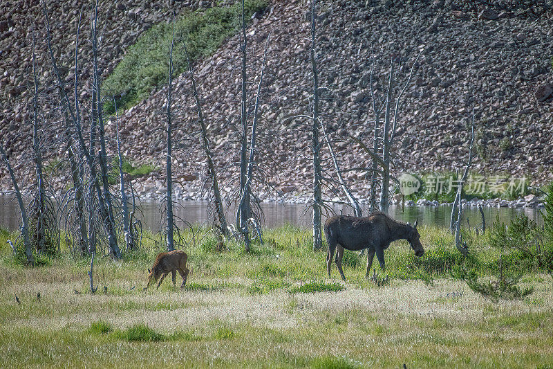 北美科罗拉多州北部高山荒野的湖泊附近的母鹿和幼鹿