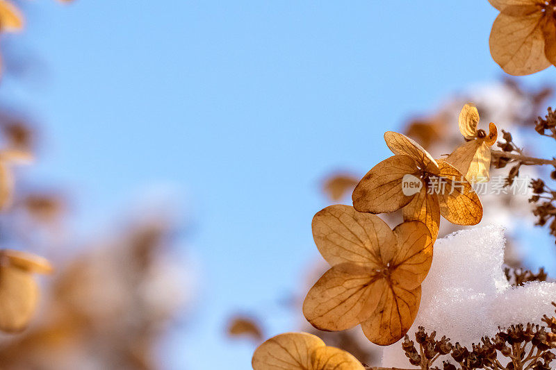 雪下的花