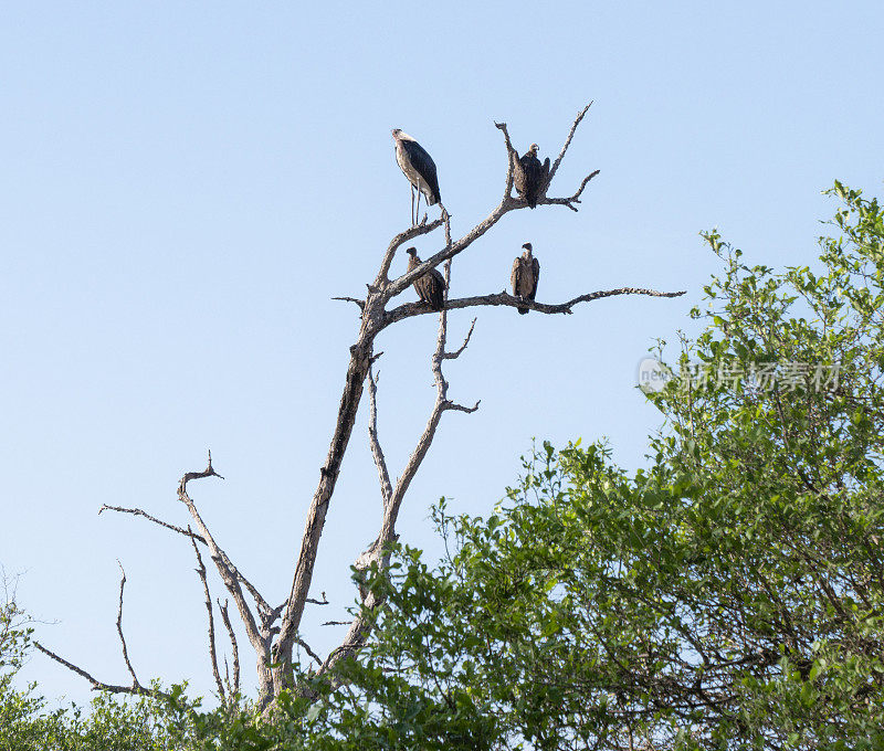 一只鹤和秃鹰坐在树上