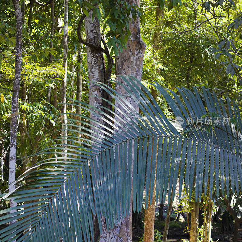 热带雨林中巨大的热带棕榈叶