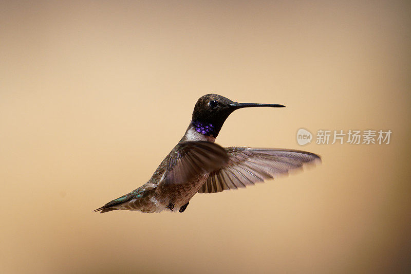 Black-chinned蜂鸟