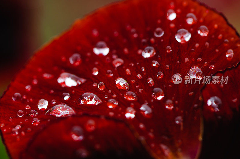 花上的水滴