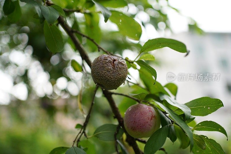 梅子挂在树上