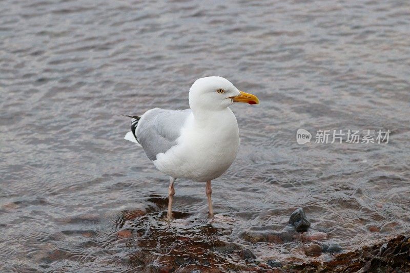 海鸥