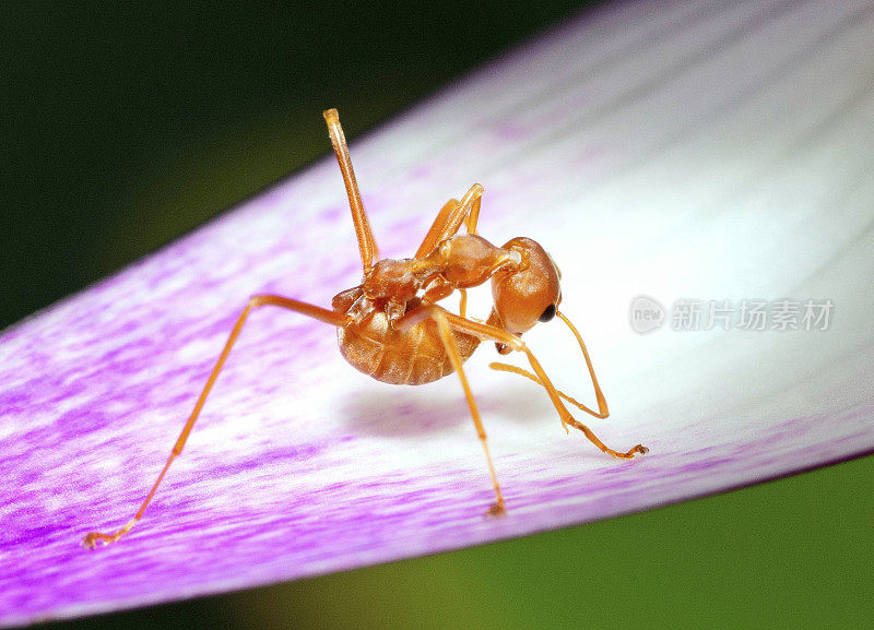 蚂蚁弯曲身体，清洁自身——动物行为。