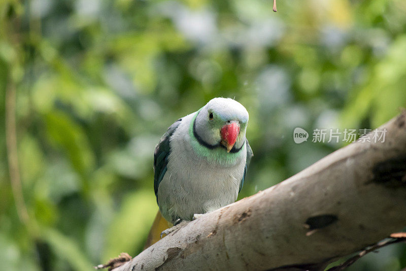 马拉巴尔长尾小鹦鹉的喙是橙色的，它的脖子上有一条浅蓝色和绿色的条纹