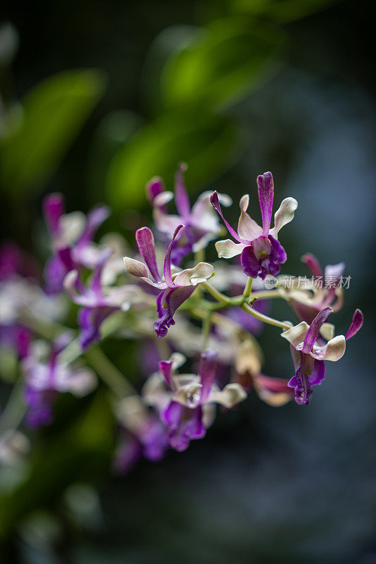 兰花的花