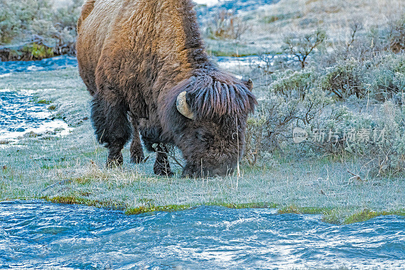 在黄石生态系统中，野牛或水牛在凉爽的蒸汽旁吃草