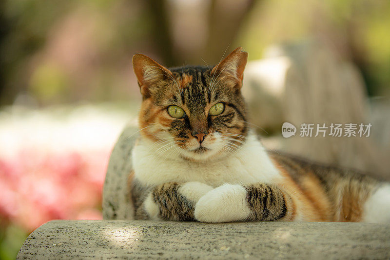 多色的流浪猫坐在公园的长椅上。