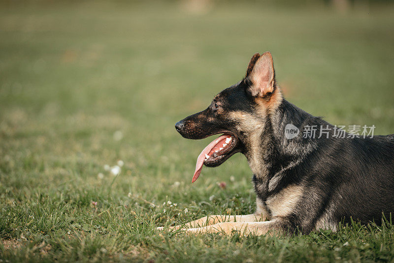 纯种德国牧羊犬