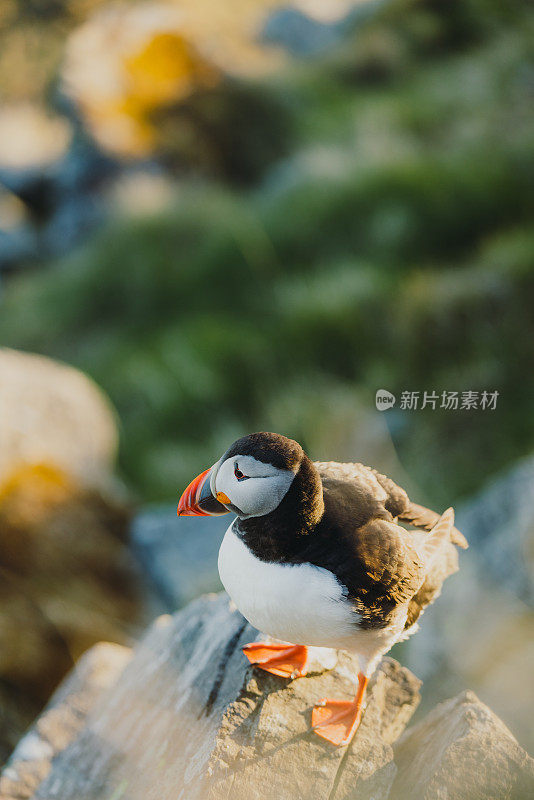 挪威日落时悬崖上的大西洋海雀