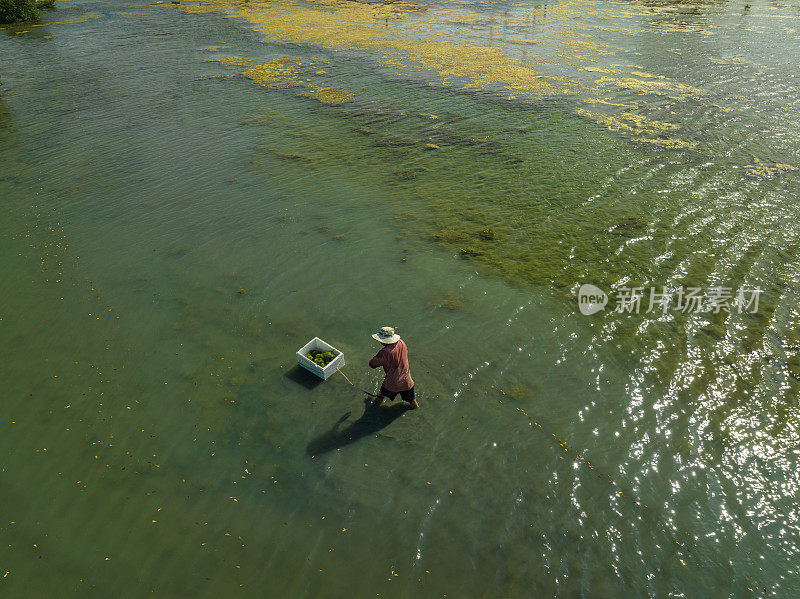 一个渔夫正在湖里捡水藻