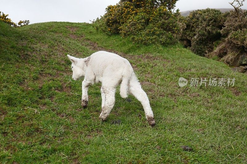 克里的丁格尔半岛。爱尔兰