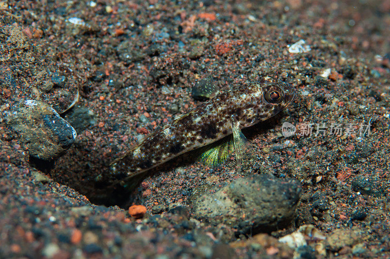 巴厘岛沙虾虎鱼