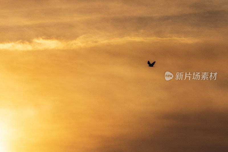 海鹰的剪影飞过被夕阳照亮的金色云景