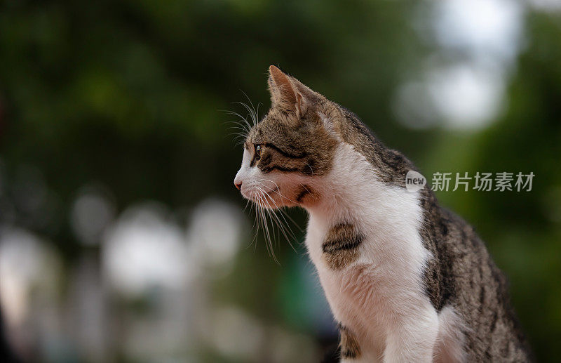 虎斑流浪猫。