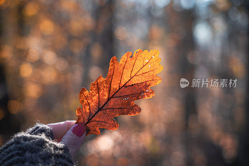 一个女人拿着一片黄色的秋叶。