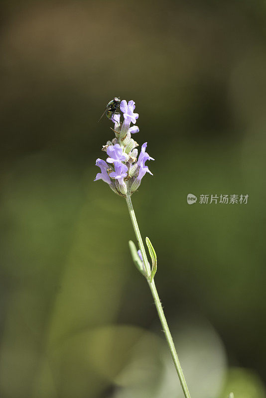 英国薰衣草的单茎